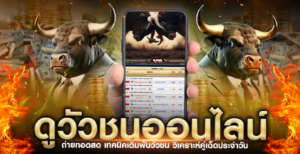 ดูวัวชน-ถ่ายทอดสด