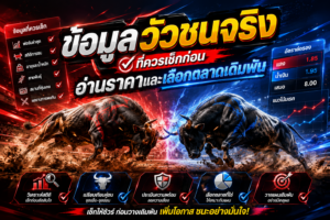 ข้อมูลวัวชนจริง