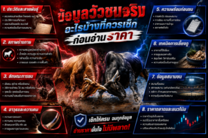 ข้อมูลวัวชนจริง