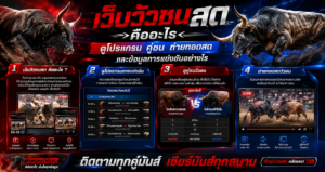 เว็บวัวชนสด