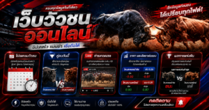เว็บวัวชนออนไลน์-ข้อมูลการแข่งขัน
