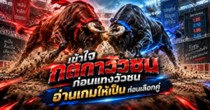 กติกาวัวชนก่อนแทงวัวชน