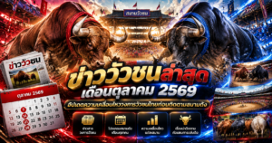 ข่าววัวชนล่าสุด