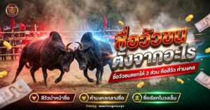 ชื่อวัวชนตั้งจากสีวัว คำมงคล และชื่อเรียกในวงเล็บ