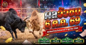 วัวชนสองตัวประจันหน้ากันกลางสนามดิน ภาพปกผลวัวชน 6 ตุลาคม 2569