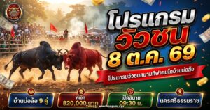 วัวชนสองตัวเผชิญหน้ากลางลานดินสนามบ้านบ่อล้อ พร้อมข้อความโปรแกรมวัวชน 8 ต.ค. 69