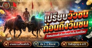 วัวชนภาคใต้สองตัวยืนเทียบกันเพื่อเปรียบวัวก่อนนัดชน