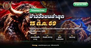วัวชนสองตัวยืนเผชิญหน้ากันกลางสนามดินภาคใต้ ภาพปกข่าววัวชนล่าสุดก่อน 15 ตุลาคม 2569