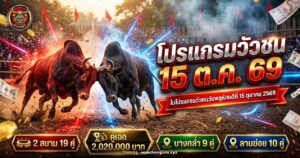 วัวชนสองตัวประจันหน้ากันกลางสนามดิน ประกอบข่าววัวชน 15 ตุลาคม 2569