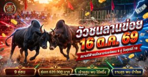 โปรแกรมวัวชนลานข่อย 16 ตุลาคม 2569 9 คู่ คู่เอกเจ้าแสน พบ ไอ้หนึ่ง