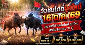 วัวชนสองตัวประจันหน้ากันกลางลานดิน ภาพประกอบข่าววัวชนสนามโกตี๋ ยุคใหม่ 16 ตุลาคม 2569