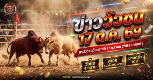 วัวชนสองตัวประจันหน้ากลางลานดิน ภาพปกข่าววัวชน 17 ตุลาคม 2569