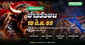 วัวชนสองตัวประจันหน้ากลางลานดิน ประกอบข่าววัวชน 18 ตุลาคม 2569