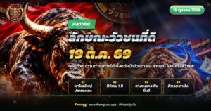วัวชนภาคใต้ยืนด้านข้างบนลานดิน เห็นเขาโคนใหญ่ปลายแหลมและหางปลายเรียว