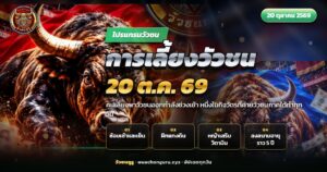 คนเลี้ยงจูงวัวชนตัวผู้ร่างกำยำเดินออกกำลังบนทางดินในค่ายวัวชนภาคใต้ยามเช้า