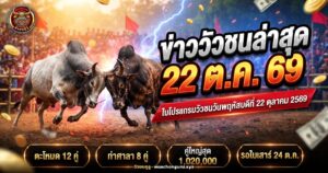 วัวชนสองตัวประจันหน้ากันกลางลานสนามกีฬาชนโคภาคใต้ ประกอบข่าววัวชนวันที่ 22 ตุลาคม 2569