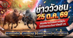 วัวชนสองตัวเผชิญหน้ากลางสนามดินภาคใต้ ประกอบข่าววัวชนล่าสุด 25 ตุลาคม 2569
