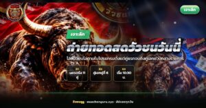 กล้องถ่ายทอดสดวัวชนวันนี้ตั้งอยู่ข้างลานชนโค