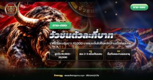 วัวชนตัวใหญ่ยืนในคอกพร้อมพาดหัววัวชนตัวละกี่บาท