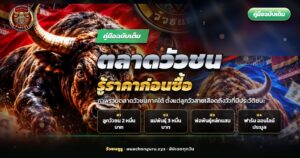 วัวชนพื้นเมืองภาคใต้ยืนในคอกฟาร์ม ประกอบบทความตลาดวัวชน